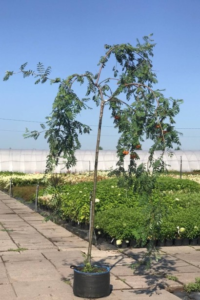 Sorbus aucuparia Pendula – контрастне дерево з плакучою формою